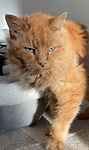 For rescue at Last Chance, Kent near Sussex, Surrey and London - ask for Big Ginge