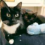 For rescue at Last Chance, Kent near Sussex, Surrey and London - ask for Socks & Precious