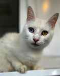 Duchess