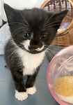 For rescue at Last Chance, Kent near Sussex, Surrey and London - ask for Duchess kittens