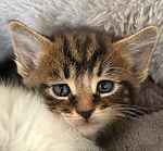 Duchess kittens