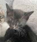 Duchess kittens