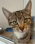 For rescue at Last Chance, Kent near Sussex, Surrey and London - ask for Fauna