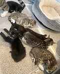 Flora and Fauna's kittens