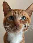 For rescue at Last Chance, Kent near Sussex, Surrey and London - ask for Joel