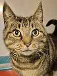 For rescue at Last Chance, Kent near Sussex, Surrey and London - ask for Sophie