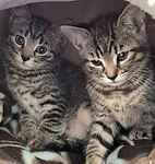 For rescue at Last Chance, Kent near Sussex, Surrey and London - ask for Gwen, Theo & Leo
