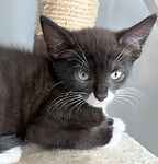 For rescue at Last Chance, Kent near Sussex, Surrey and London - ask for Duchess kittens
