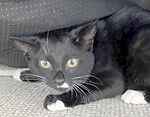 For rescue at Last Chance, Kent near Sussex, Surrey and London - ask for Echo and Indie