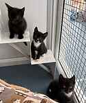 Kittens
