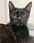 For rescue at Last Chance, Kent near Sussex, Surrey and London - ask for Hazel