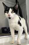For rescue at Last Chance, Kent near Sussex, Surrey and London - ask for Jade