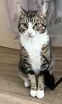 For rescue at Last Chance, Kent near Sussex, Surrey and London - ask for Molly