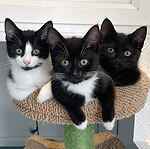 Reagan, Scout and Reese