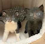 For rescue at Last Chance, Kent near Sussex, Surrey and London - ask for Billy and Georgie