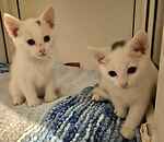 Spot & Patch