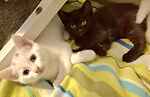 Spotty & Sootie
