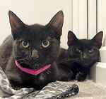 For rescue at Last Chance, Kent near Sussex, Surrey and London - ask for Tiffany, Chucky, Annabelle, Freddy