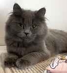 For rescue at Last Chance, Kent near Sussex, Surrey and London - ask for Princess and Wolfe