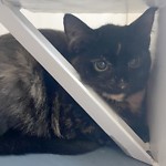 For rescue at Last Chance, Kent near Sussex, Surrey and London - ask for Belle