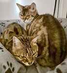 For rescue at Last Chance, Kent near Sussex, Surrey and London - ask for Mopsa & Snowey