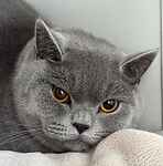 For rescue at Last Chance, Kent near Sussex, Surrey and London - ask for Simon & Mimi