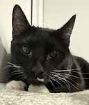 For rescue at Last Chance, Kent near Sussex, Surrey and London - ask for Bob