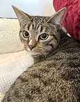 For rescue at Last Chance, Kent near Sussex, Surrey and London - ask for Princess