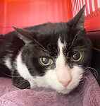 For rescue at Last Chance, Kent near Sussex, Surrey and London - ask for Rasputin