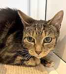 For rescue at Last Chance, Kent near Sussex, Surrey and London - ask for Maggie and Pepper