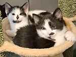 For rescue at Last Chance, Kent near Sussex, Surrey and London - ask for Ziggy & Ghost