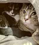 For rescue at Last Chance, Kent near Sussex, Surrey and London - ask for Rocky & Best Boy