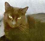 For rescue at Last Chance, Kent near Sussex, Surrey and London - ask for Santa