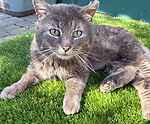For rescue at Last Chance, Kent near Sussex, Surrey and London - ask for Joe