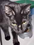 For rescue at Last Chance, Kent near Sussex, Surrey and London - ask for Toothless