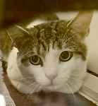 For rescue at Last Chance, Kent near Sussex, Surrey and London - ask for Julian