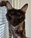 For rescue at Last Chance, Kent near Sussex, Surrey and London - ask for Honey & King T