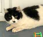 For rescue at Last Chance, Kent near Sussex, Surrey and London - ask for PussPuss and Kittens