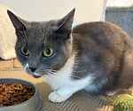 For rescue at Last Chance, Kent near Sussex, Surrey and London - ask for Helen