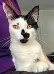 For rescue at Last Chance, Kent near Sussex, Surrey and London - ask for Spot