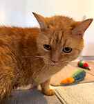 For rescue at Last Chance, Kent near Sussex, Surrey and London - ask for Bella
