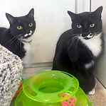For rescue at Last Chance, Kent near Sussex, Surrey and London - ask for Skye & Sparkle