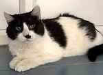 For rescue at Last Chance, Kent near Sussex, Surrey and London - ask for PussPuss