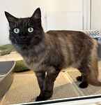 For rescue at Last Chance, Kent near Sussex, Surrey and London - ask for Storm