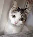 For rescue at Last Chance, Kent near Sussex, Surrey and London - ask for Rosebud & Petal