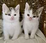 For rescue at Last Chance, Kent near Sussex, Surrey and London - ask for Periwinkle, Primrose, Sage and Peony