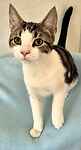 For rescue at Last Chance, Kent near Sussex, Surrey and London - ask for Bart & Lisa