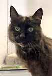 For rescue at Last Chance, Kent near Sussex, Surrey and London - ask for Rose