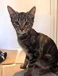 For rescue at Last Chance, Kent near Sussex, Surrey and London - ask for 7 kittens