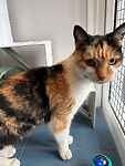 For rescue at Last Chance, Kent near Sussex, Surrey and London - ask for Ruby and Lola
